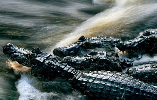 Картинка вода, природа, фото, крокодилы, National Geographic