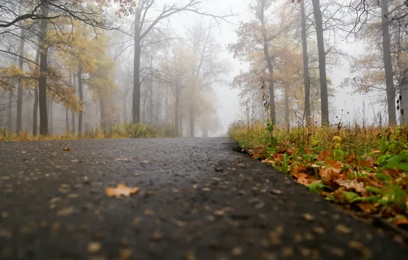 Дорога, осень, туман