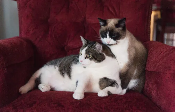 Кошка, кот, взгляд, кошки, поза, коты, кресло, мордашка
