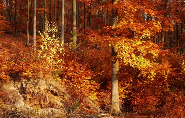 Лес, листья, деревья, Осень, forest, trees, nature, autumn