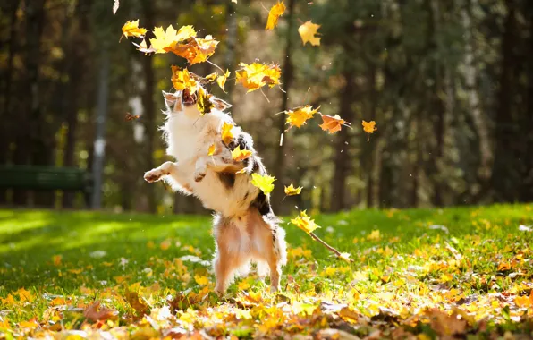 Картинка осень, листья, собака, пес, клен, блюр