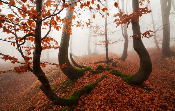 Осень, лес, деревья, природа, дымка