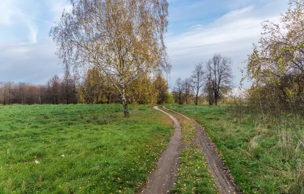 Поле, осень, пейзаж, природа, красота, тропинка, берёзки