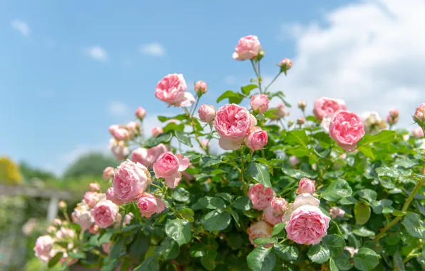 Картинка розы, розовые, кусты