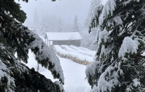 Зима, Снег, Winter, Snow, Заснеженный Лес, Snow-covered Forest