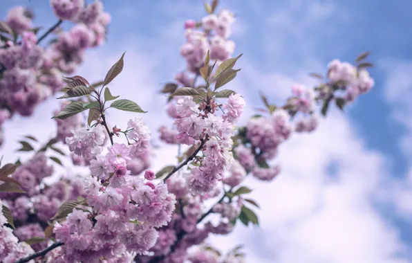Небо, цветы, весна, цветение, sky, flowers, spring, bloom