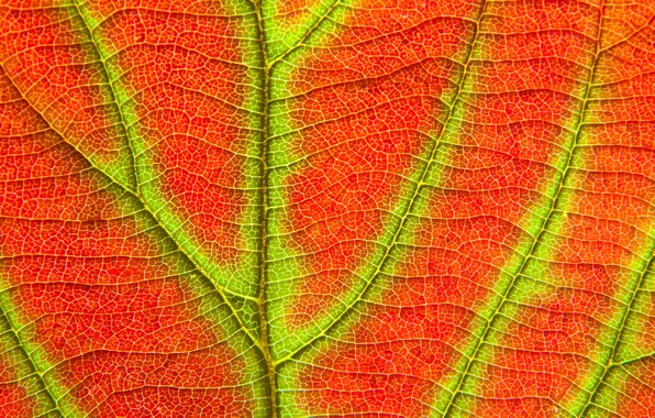 Осень, природа, лист, текстура