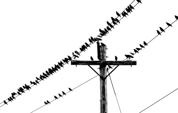Music, birds, telephone, wires, sheet music