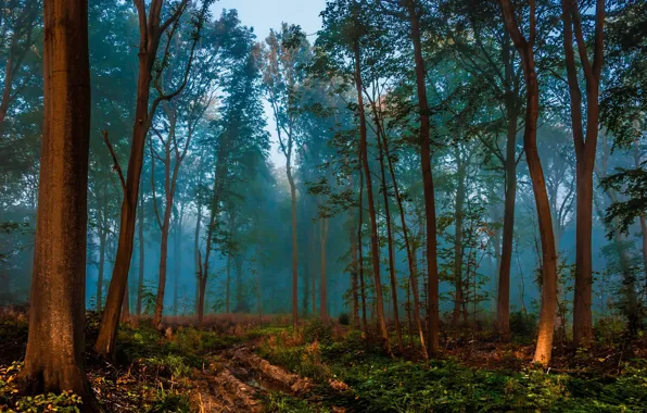 Картинка дорога, лес, природа