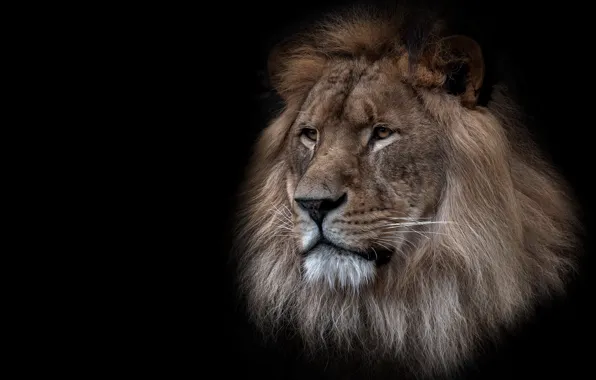 Картинка лев, царь, зверь