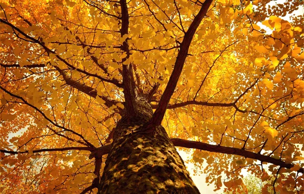 Картинка Дерево, Осень, Fall, Tree, Autumn