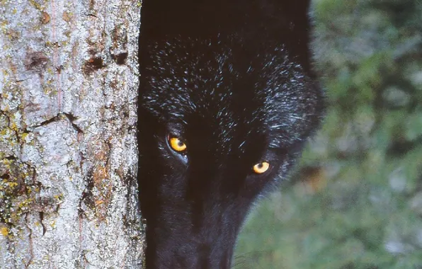 Картинка nature, predator, animal, wolf, wildlife, portrait, portrait., Canis lupus. face