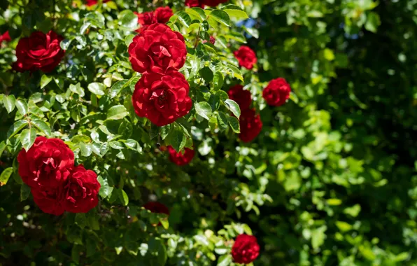 Цветы, Растения, Flowers, Red Roses, Plants, Красные Розы