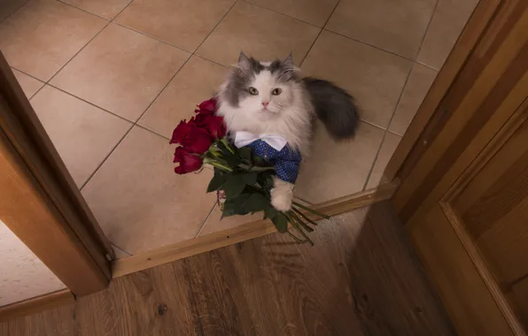 Картинка кошка, кот, взгляд, цветы, розы, ситуация, букет, вид сверху