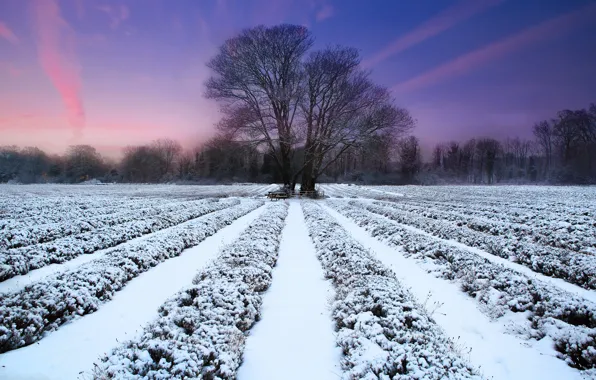 Картинка зима, поле, закат, природа, дерево, лаванда