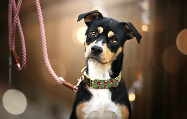 Взгляд, друг, собака