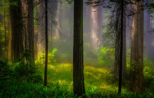 Картинка лес, свет, деревья, природа, утро, Калифорния, США, Redwood