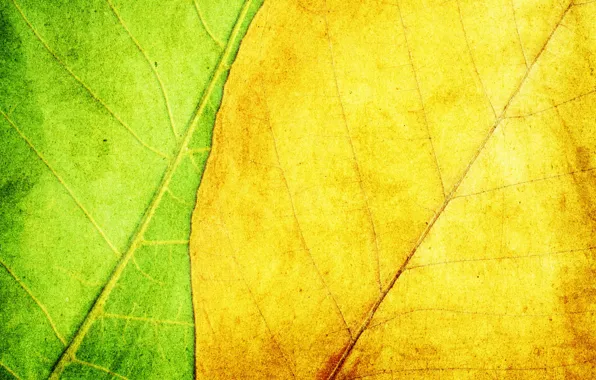 Листья, желтый, зеленый, фон, текстура