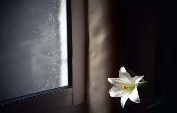 Картинка цветок, дом, окно