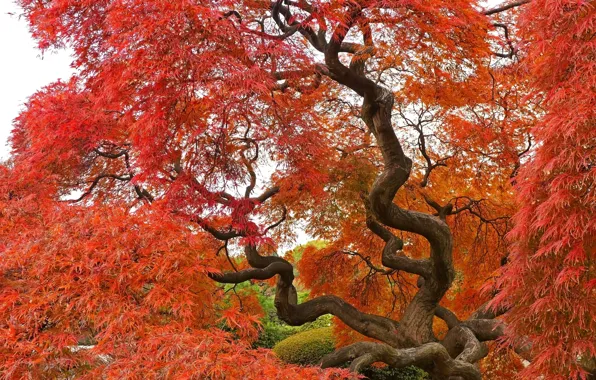Картинка Дерево, Осень, Fall, Tree, Autumn, Colors