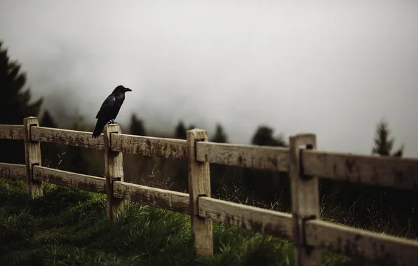 Картинка пейзаж, забор, Raven