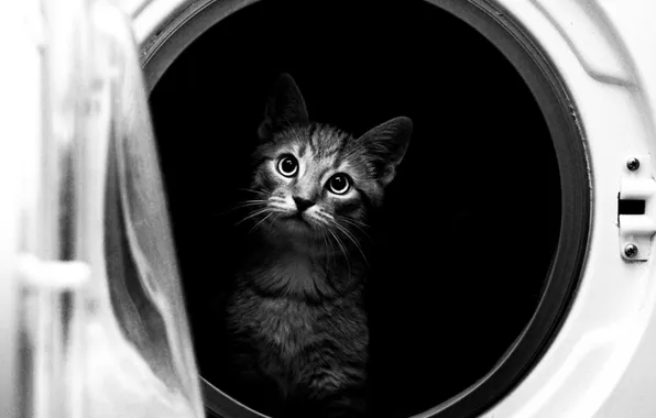 Картинка cat, black and white, washing machine