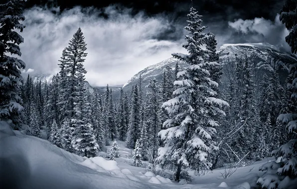 Canada, зима.деревья