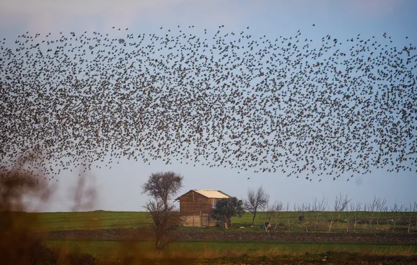 House, sky, birds