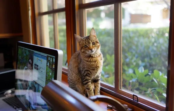 Картинка компьютер, взгляд, шерсть, Кот, окно