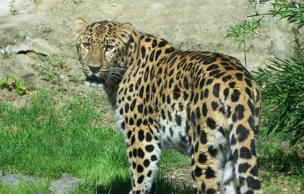 Картинка взгляд, интерес, хищник, леопард, дальневосточный, amur leopard