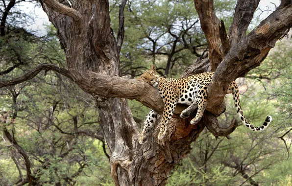 Кошка, дерево, леопард, Африка, Намибия