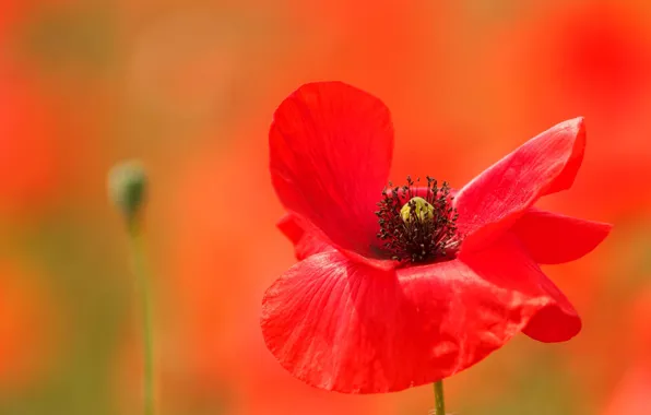 Картинка макро, мак, лепестки