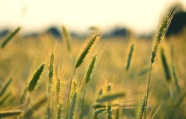 Картинка пшеница, поле, макро, фон, widescreen, обои, рожь, колоски