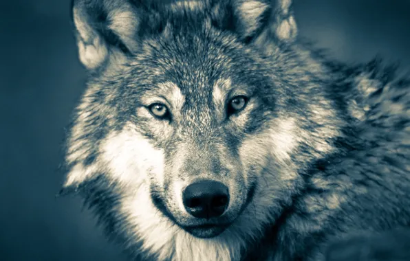 Картинка nature, predator, animal, wolf, wildlife, portrait, portrait., Canis lupus. face