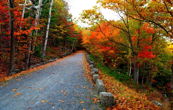 Дорога, осень, листья, природа, гора, colors, colorful, road