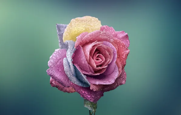 Картинка цветок, макро, роза, разноцветная