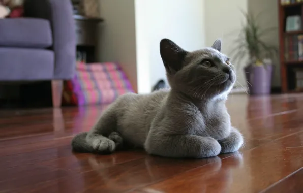 Картинка eyes, cat, tail, animal, floor, paws, mustache, nose