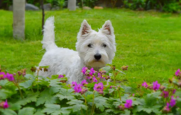 Картинка Собачка, Цветочки, Dog, Flowers, Вест-хайленд-уайт-терьер