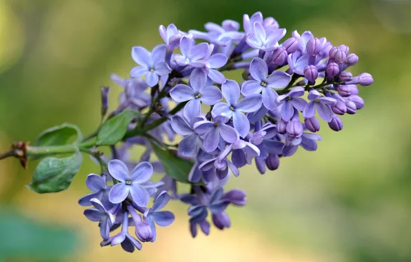 Картинка макро, ветки, весна, лиловый, сирень