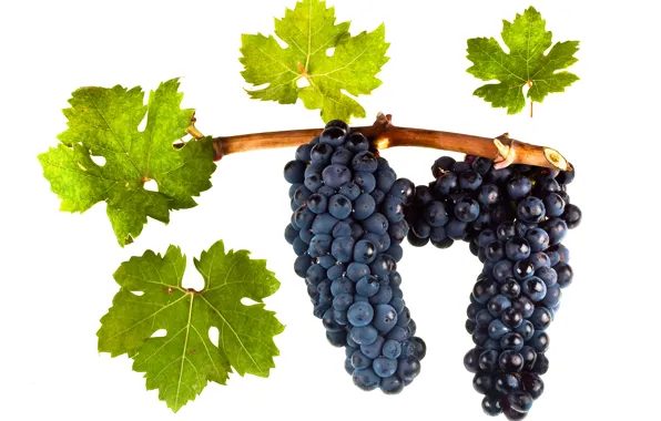 Wine, leaves, grapes, red wine, vitis vinifera, Zinfandel