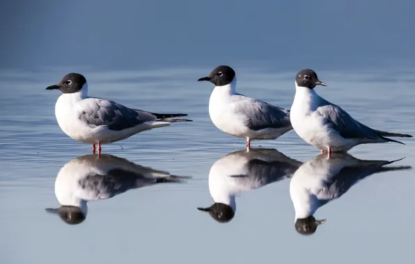 Картинка вода, солнце, отражение, птица, Bonaparte's Gulls, Бонапартова чайка