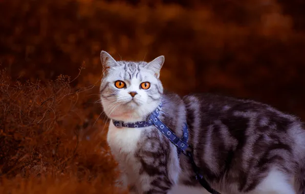 Осень, кошка, кот, взгляд, ветки, куст, ошейник, прогулка