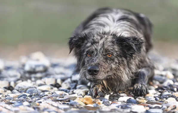 Dog, Border Collie, Look