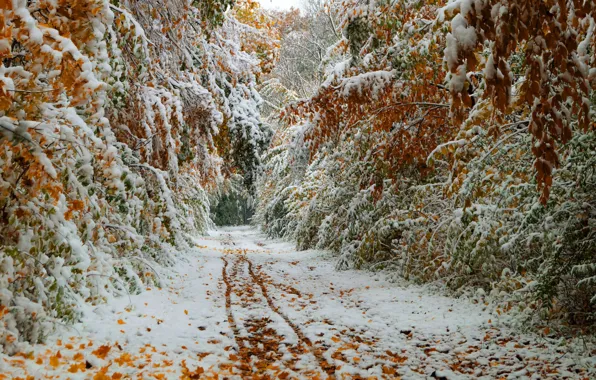 Тропинка, первый снег, зимние деревья