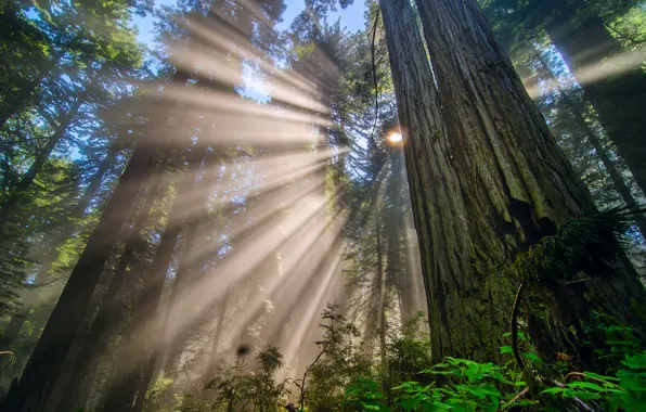 Картинка лес, солнце, лучи, свет, деревья, ветки, Природа, Калифорния