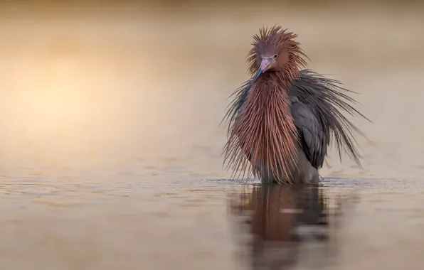 Картинка природа, птица, Reddish Egret, Egretta rufescens