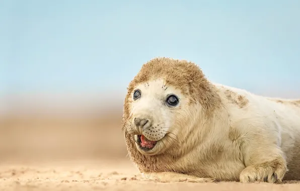 Seal, nature, wildlife