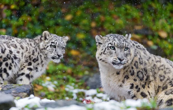 Хищник, семья, пара, ирбис, снежный барс, snow leopard, котёнок, мать