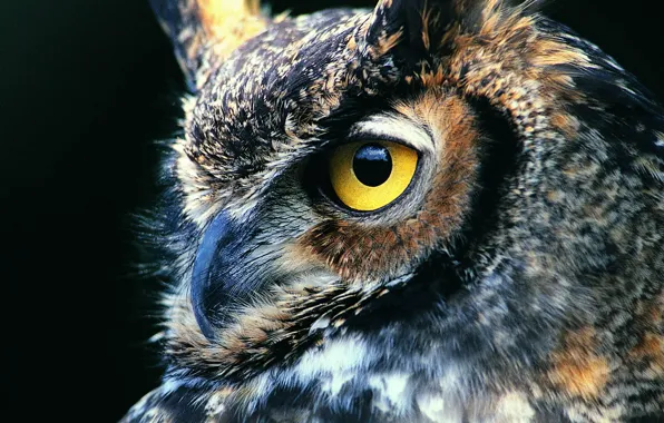 Картинка взгляд, фон, сова, черный