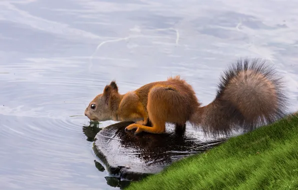 Water, squirrel, thirst